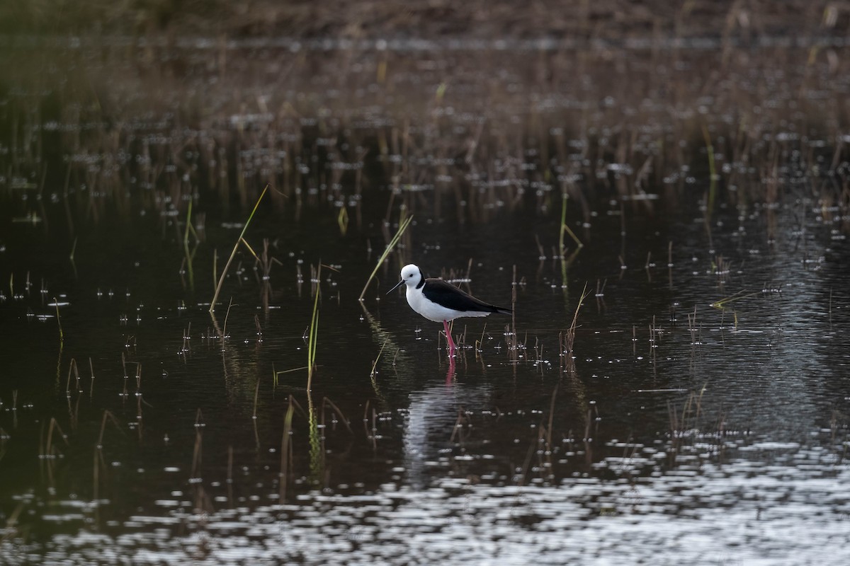 Pied Stilt - ML638309363