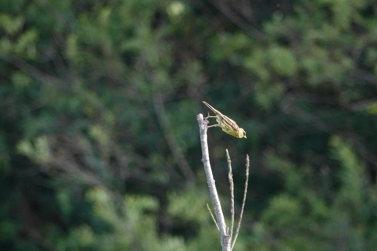 Masked Bunting - ML638309373