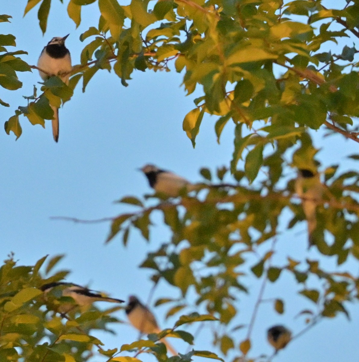 White Wagtail - ML638309391