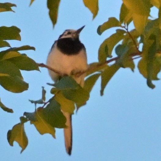 White Wagtail - ML638309392