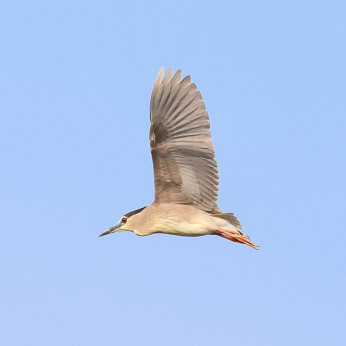 Black-crowned Night Heron - ML638309396