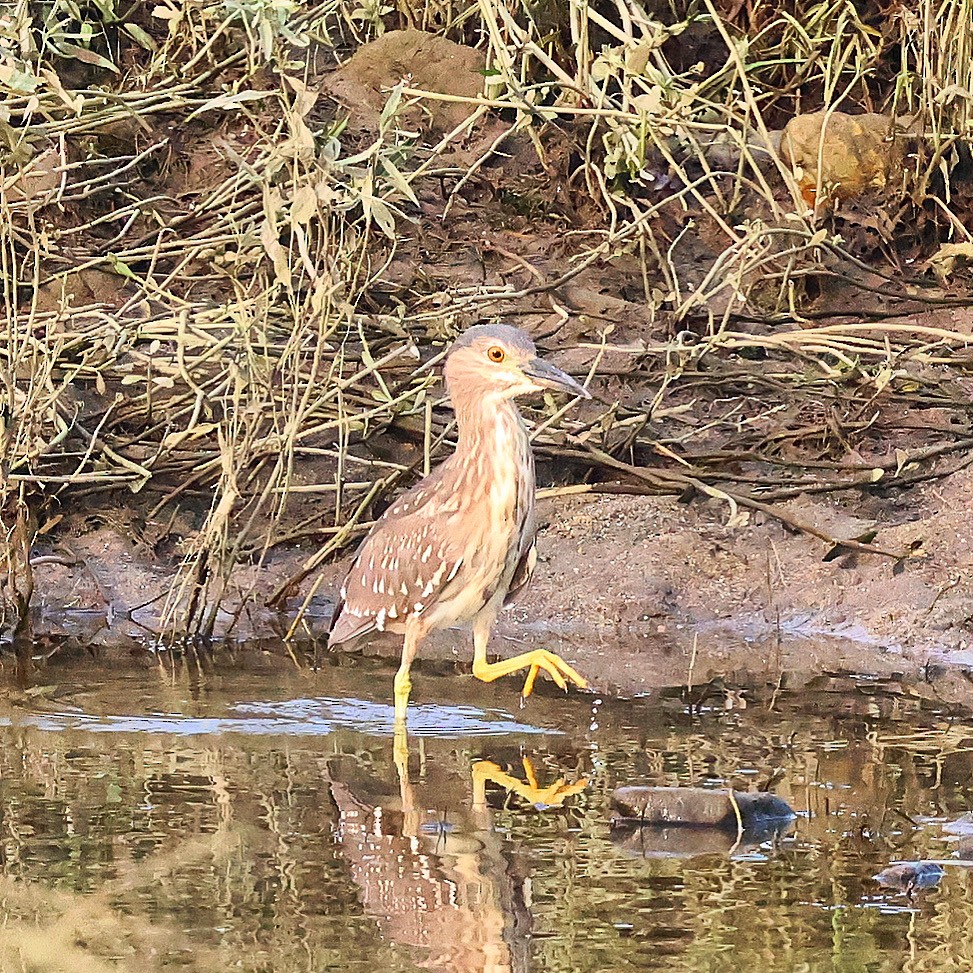 Black-crowned Night Heron - ML638309397