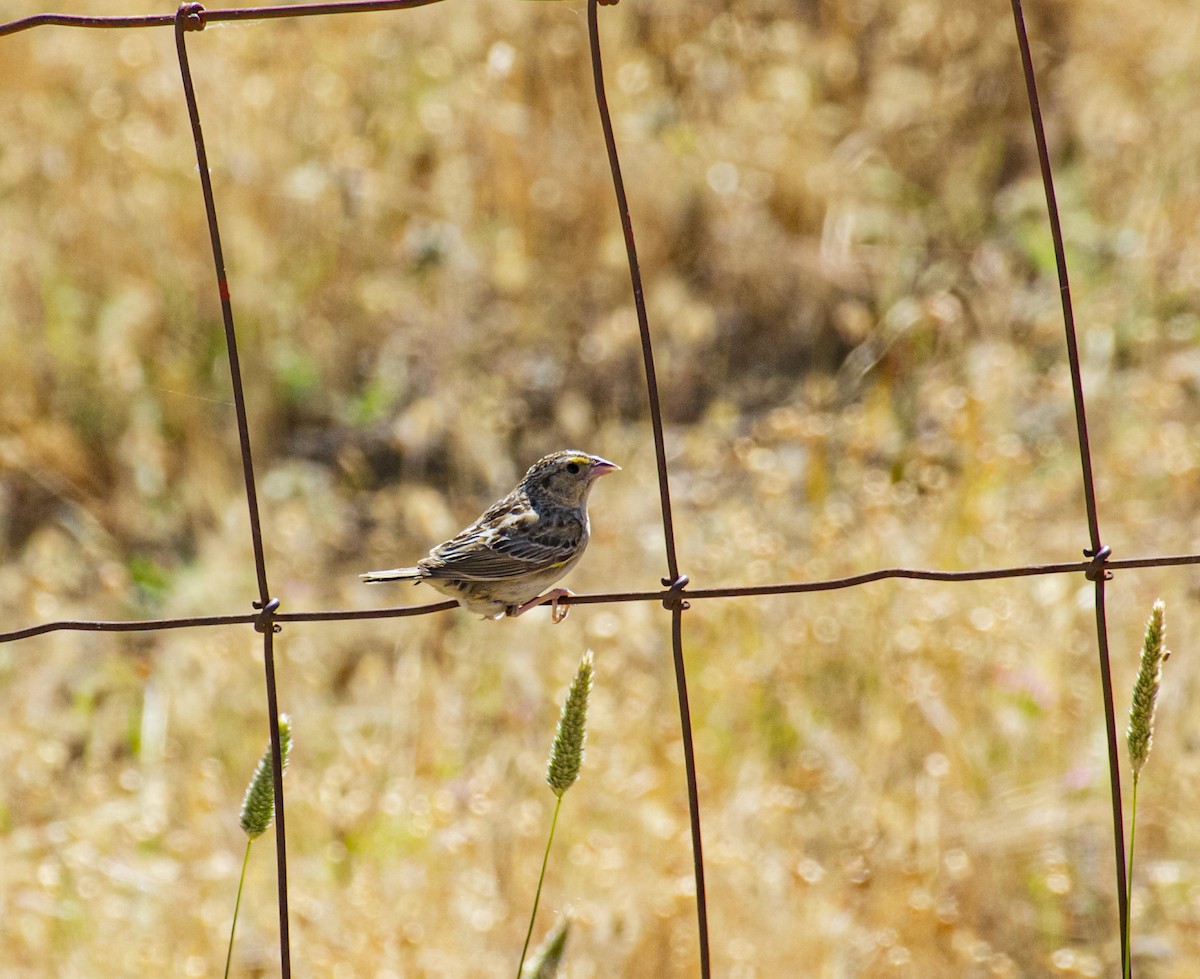 Grasshopper Sparrow - ML638309402