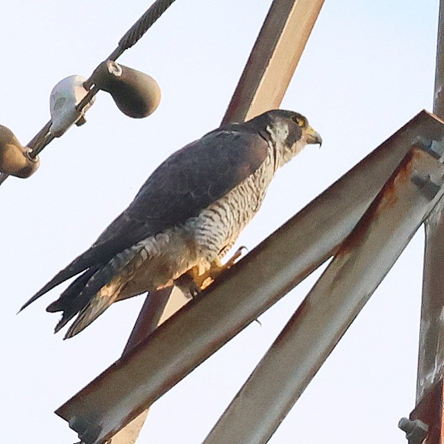 Peregrine Falcon - ML638309409