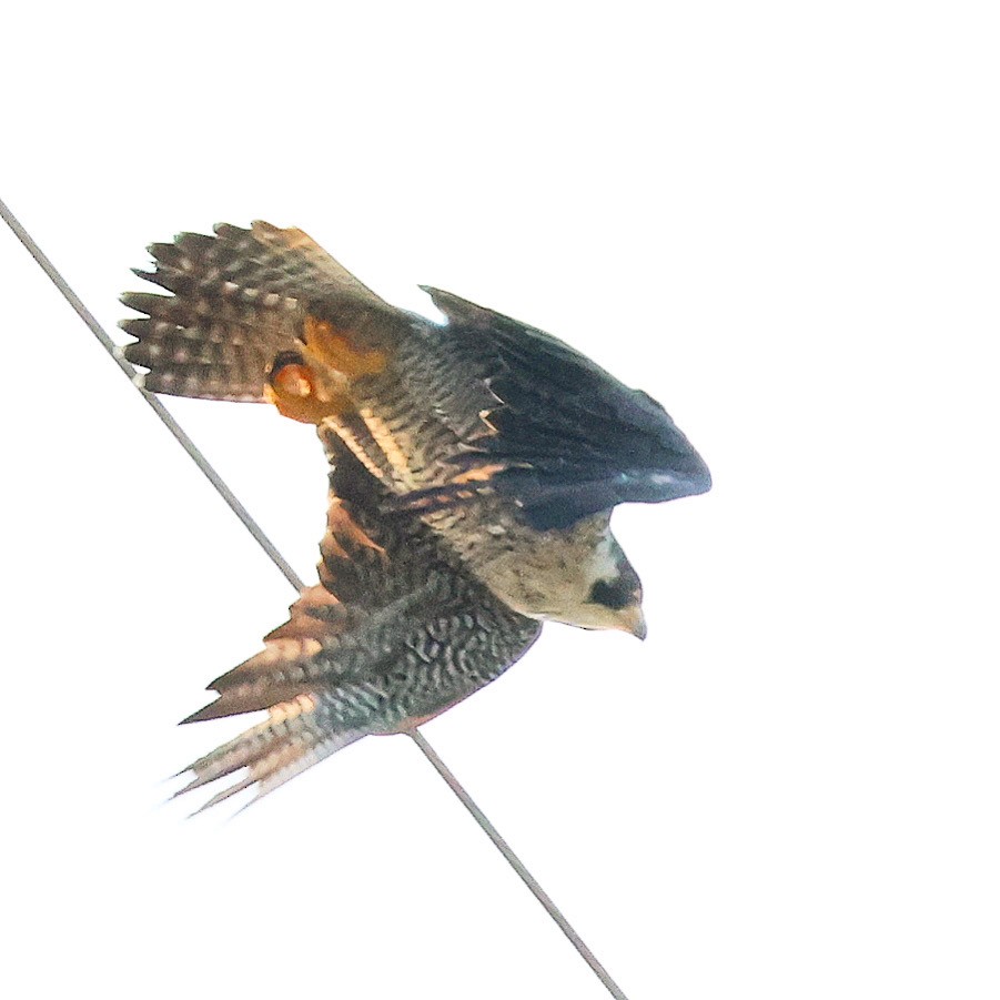 Peregrine Falcon - ML638309411