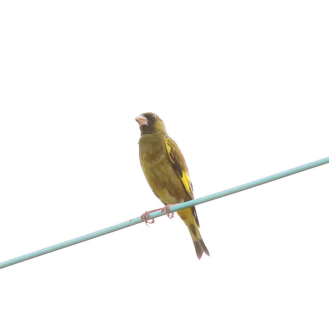 Oriental Greenfinch - ML638309413