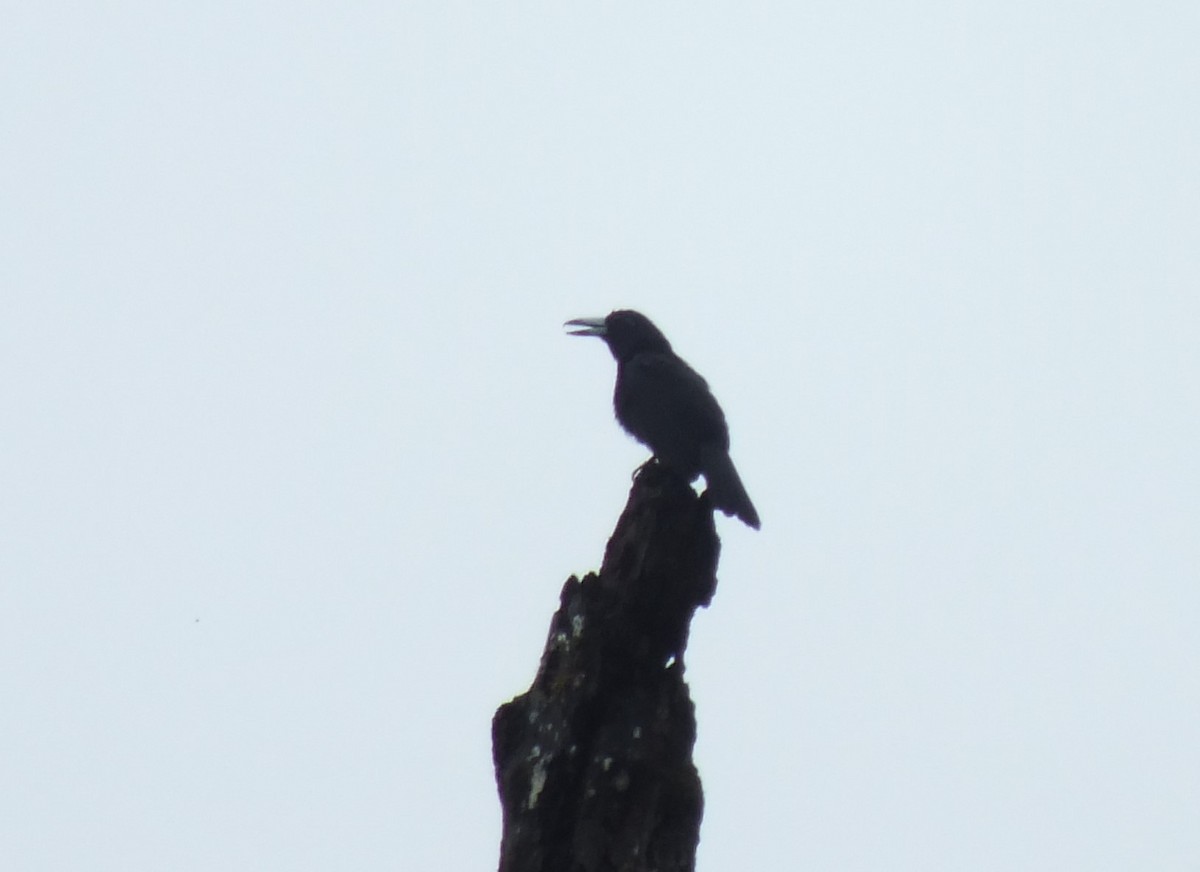 Black Butcherbird - ML638309414