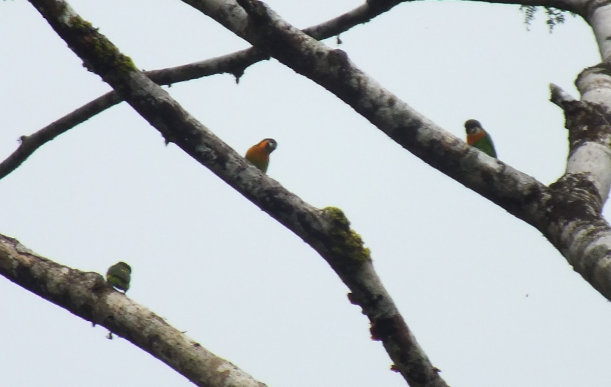Dusky-cheeked Fig-Parrot - ML638309416