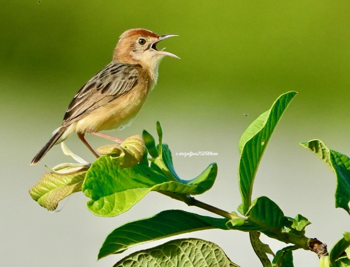 Golden-headed Cisticola - ML638309422