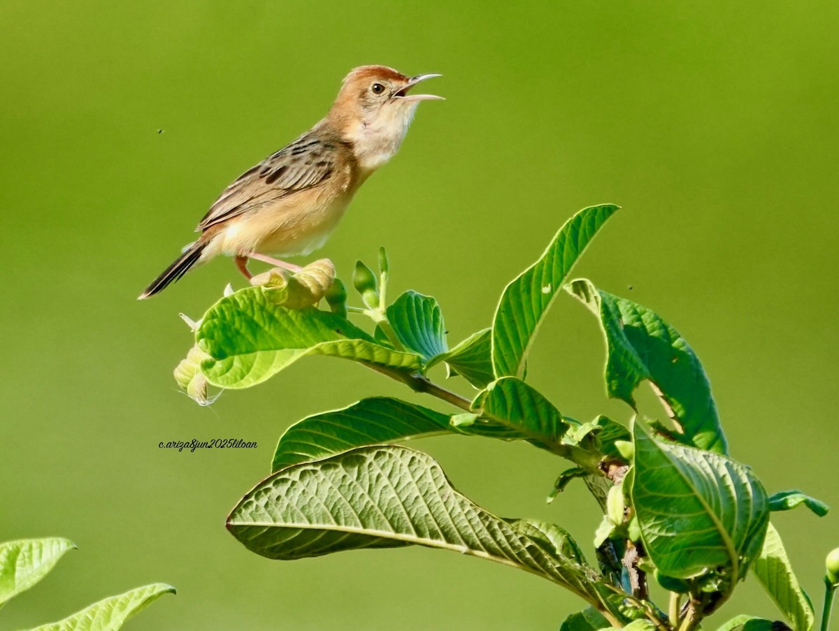 Golden-headed Cisticola - ML638309423