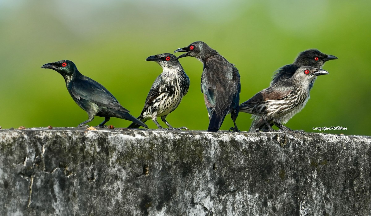 Asian Glossy Starling - ML638309425