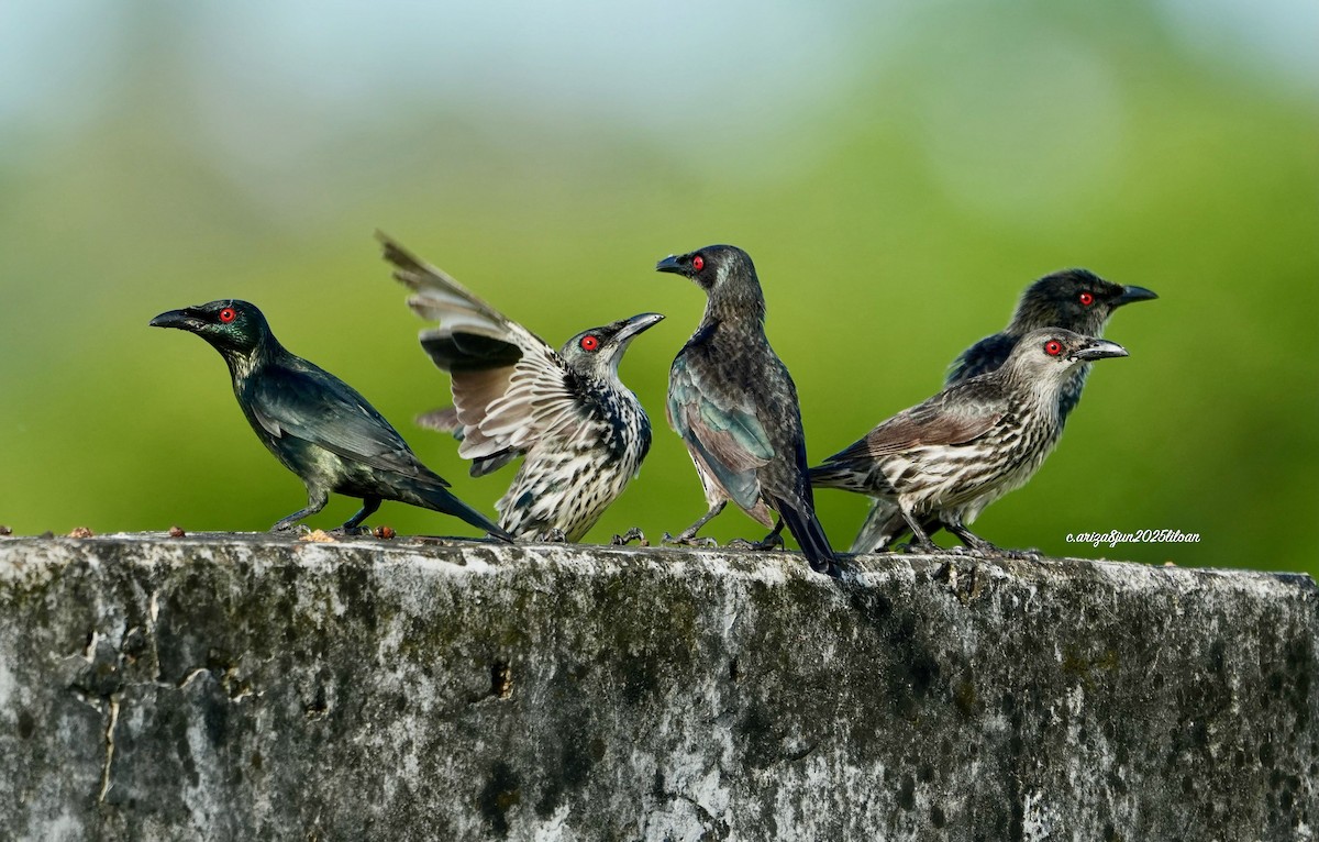 Asian Glossy Starling - ML638309426