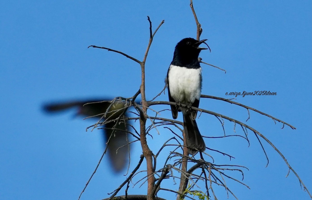 Philippine Magpie-Robin - ML638309430