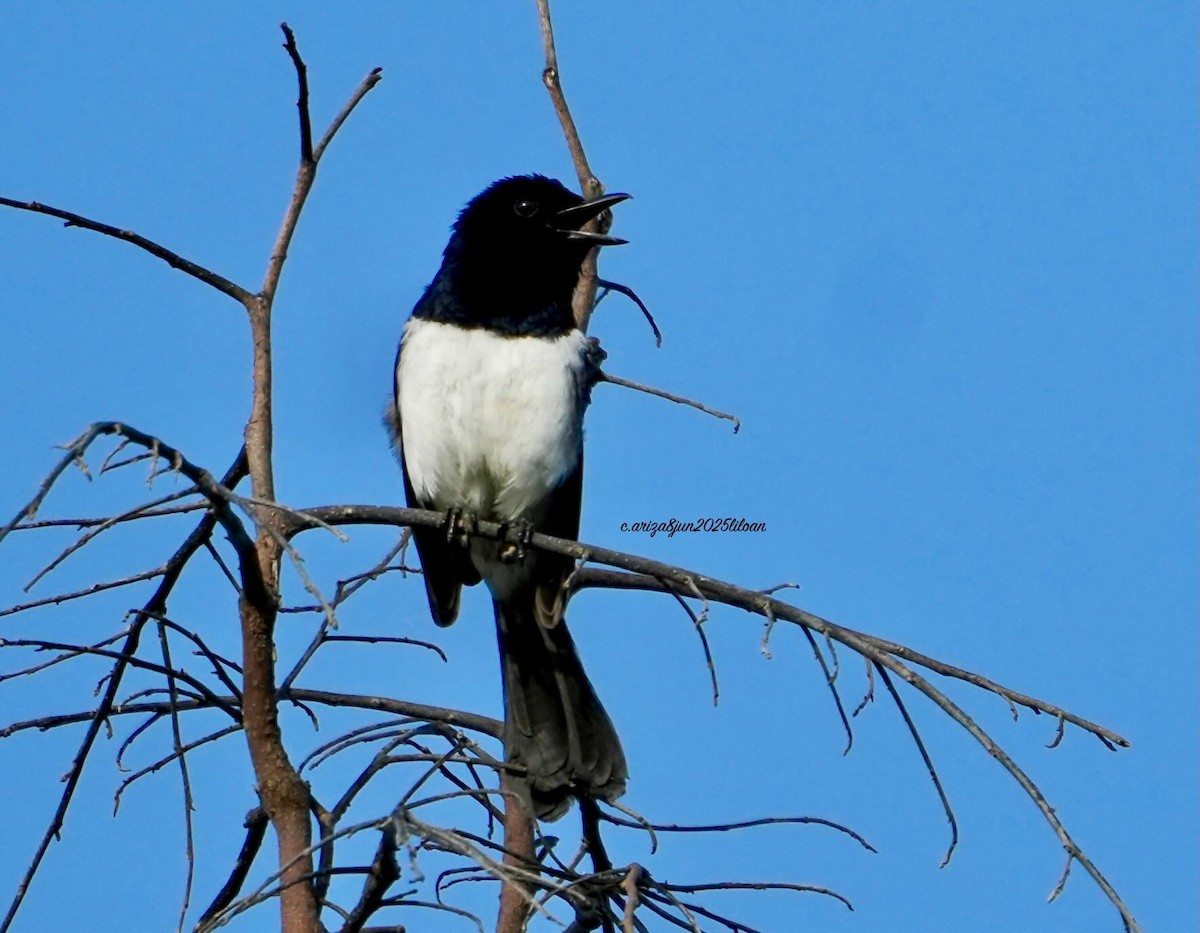 Philippine Magpie-Robin - ML638309431