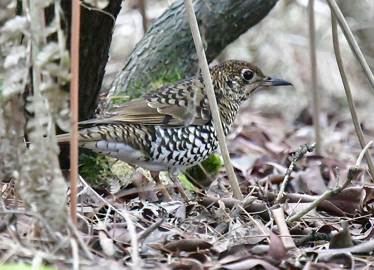 Bassian Thrush - ML638309434
