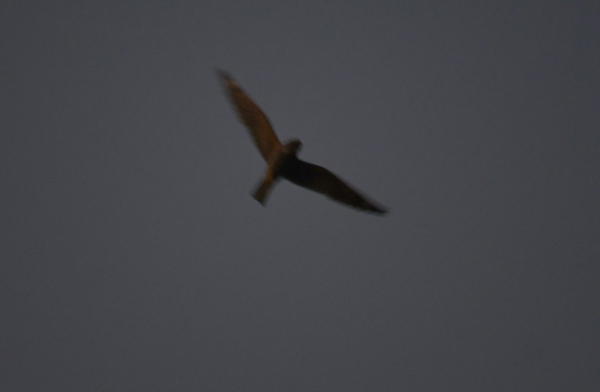 Lesser Nighthawk - ML638309445
