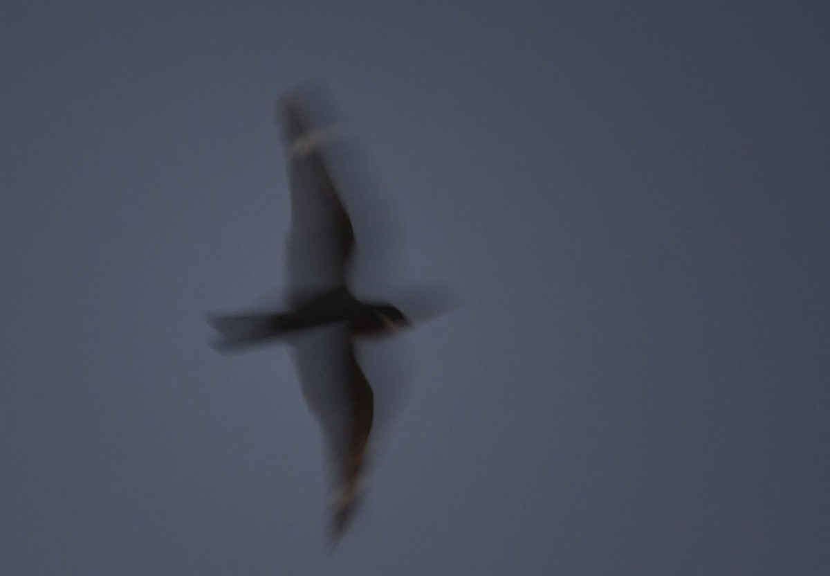 Lesser Nighthawk - ML638309446