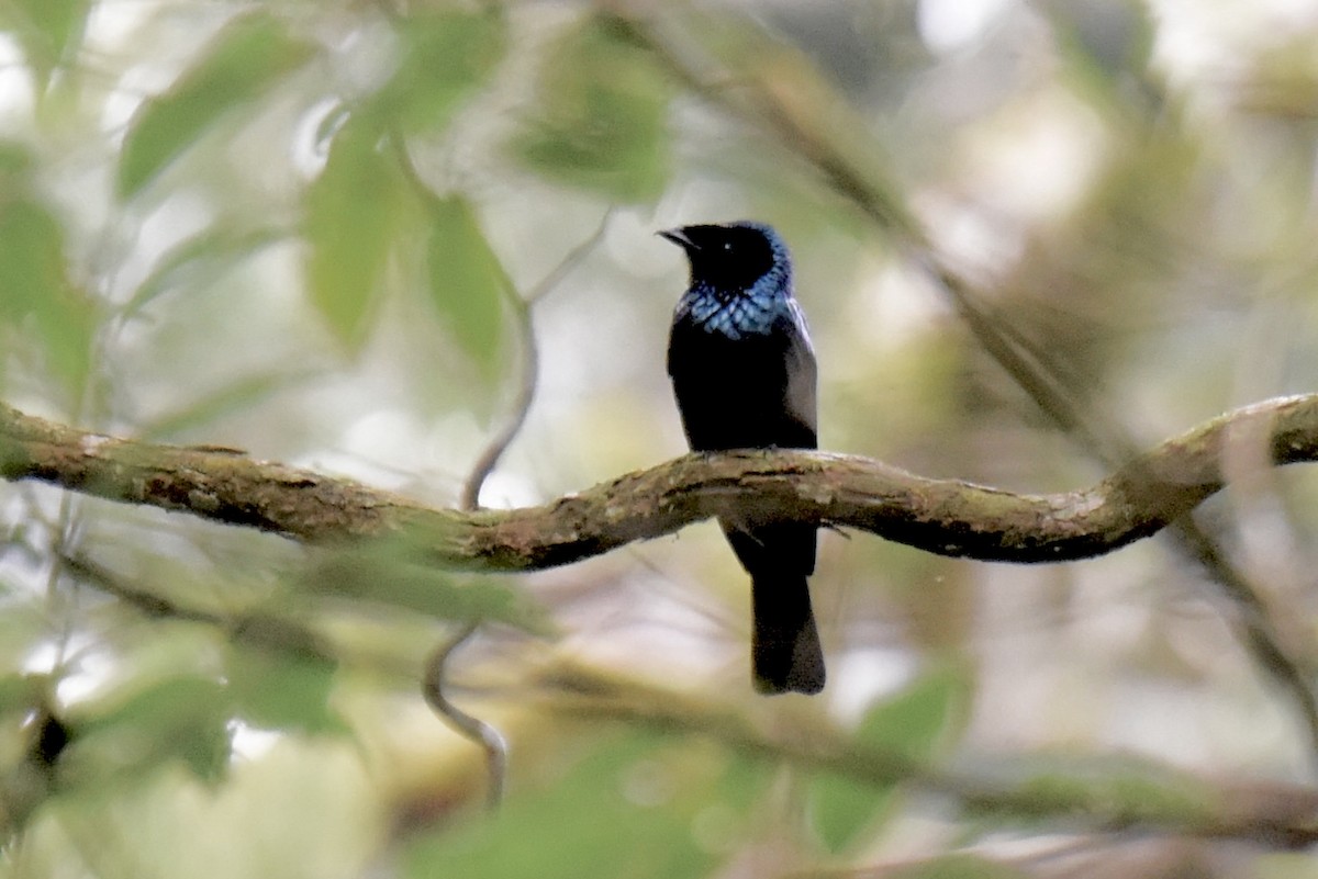 Lesser Racket-tailed Drongo - ML638309447