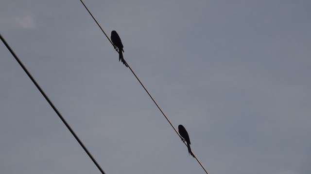 Black Drongo - ML638309450