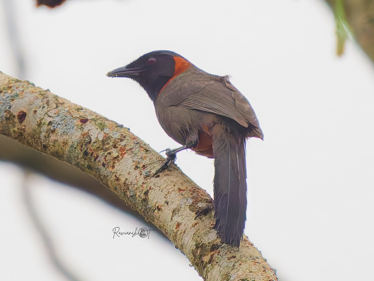 Rufous-necked Laughingthrush - ML638309451
