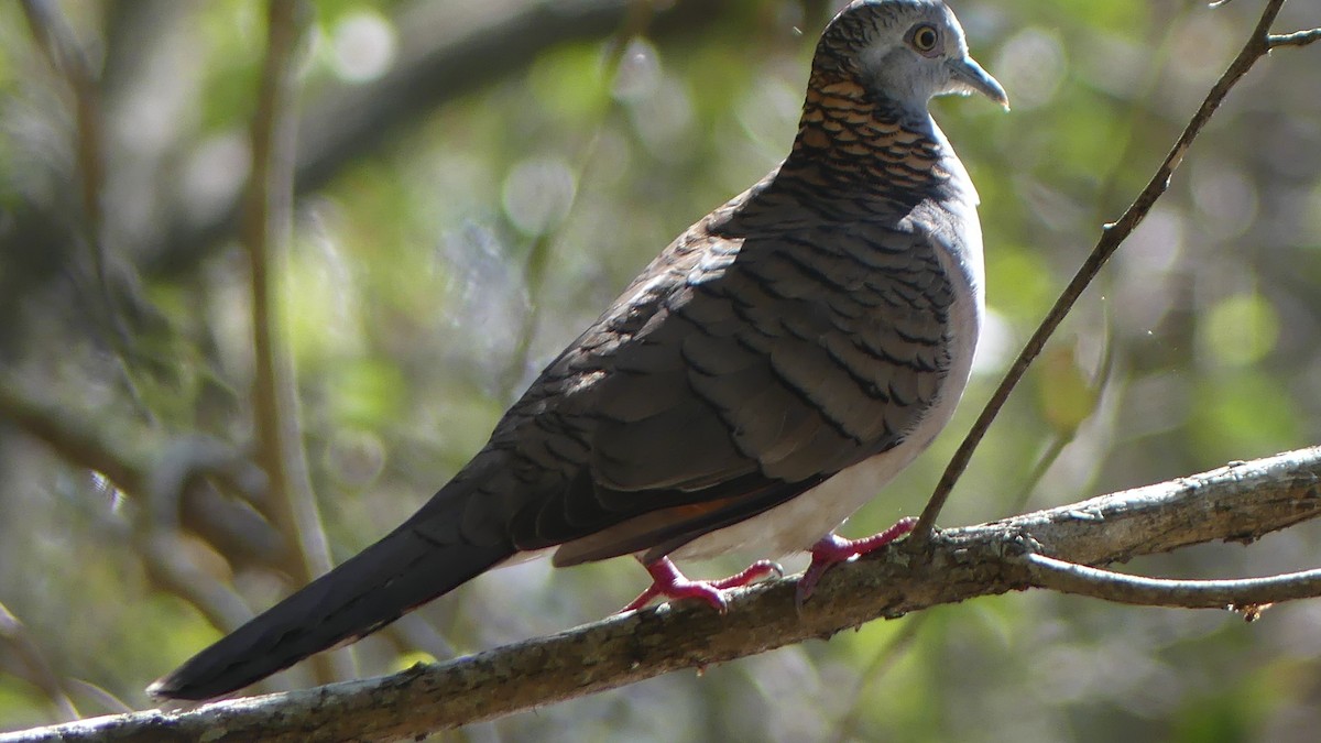 Bar-shouldered Dove - ML638309452
