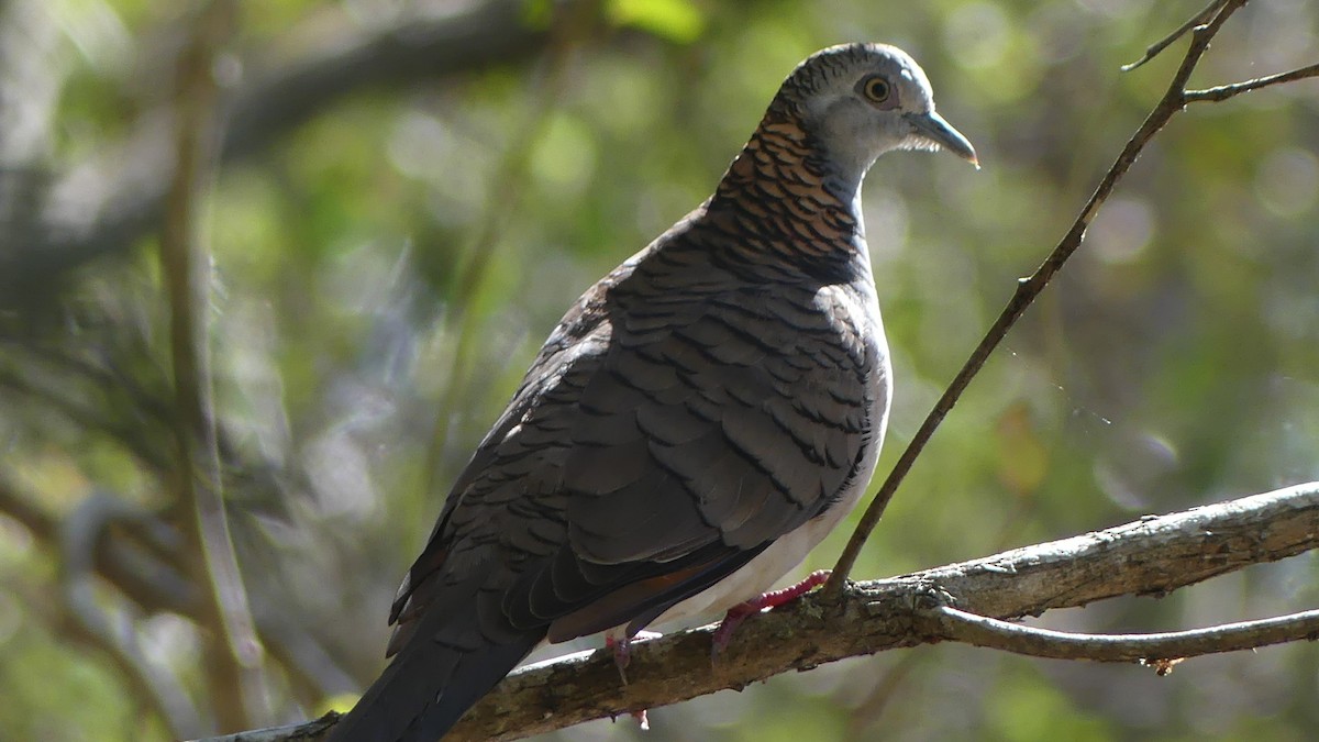 Bar-shouldered Dove - ML638309453