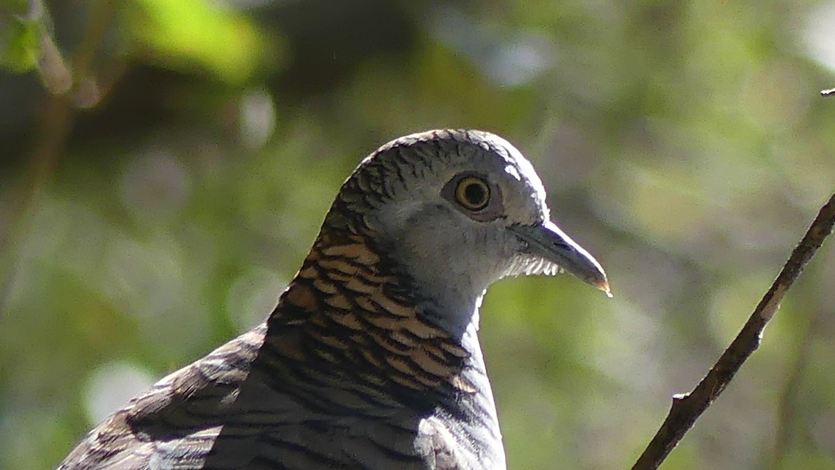 Bar-shouldered Dove - ML638309454