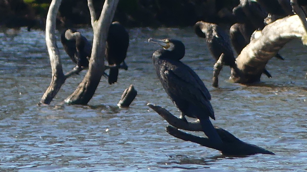 Great Cormorant (Australasian) - ML638309456