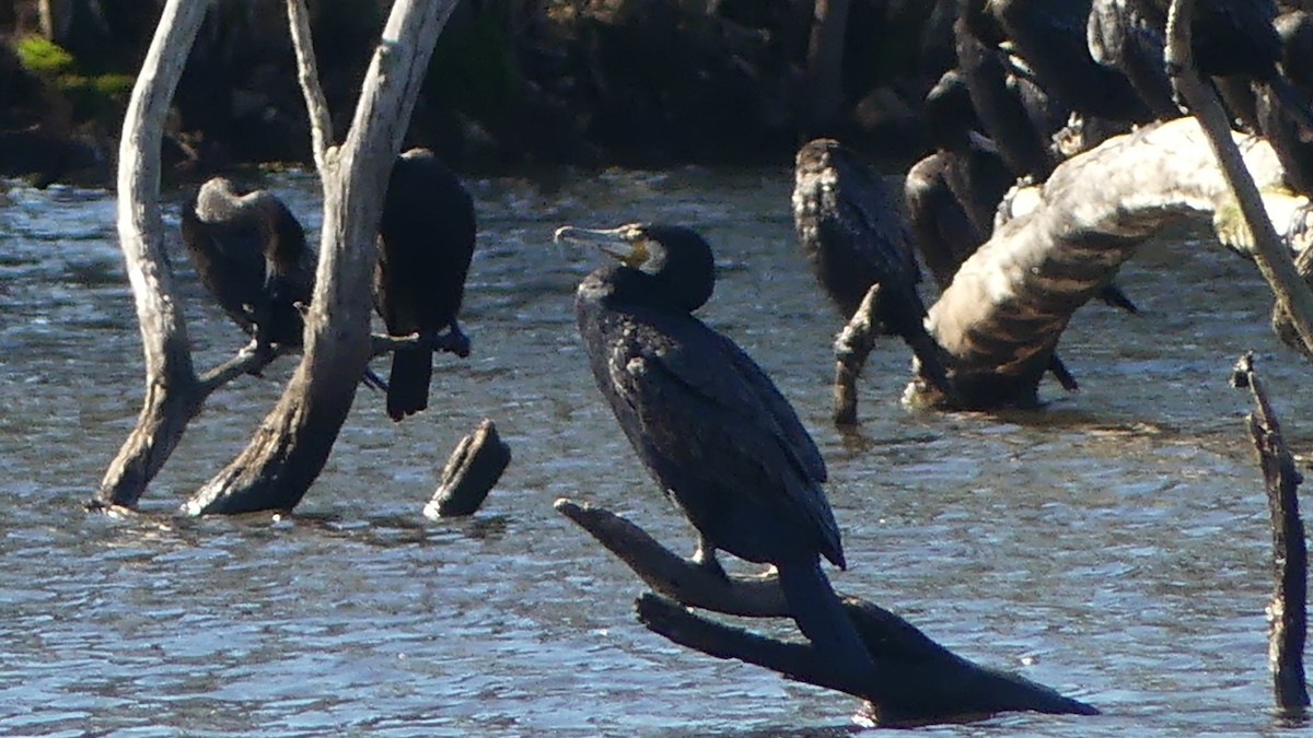 Great Cormorant (Australasian) - ML638309457