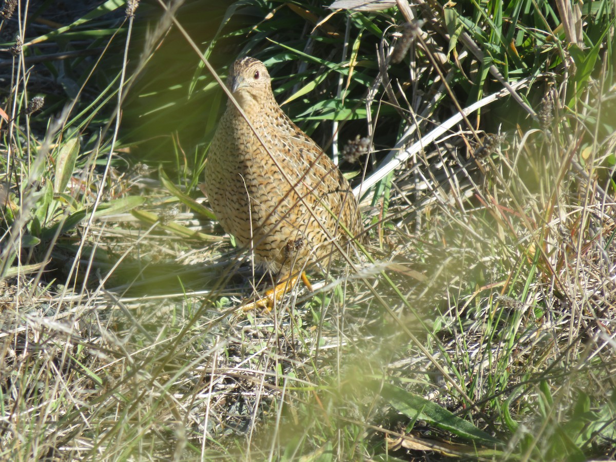 Brown Quail - ML638309470