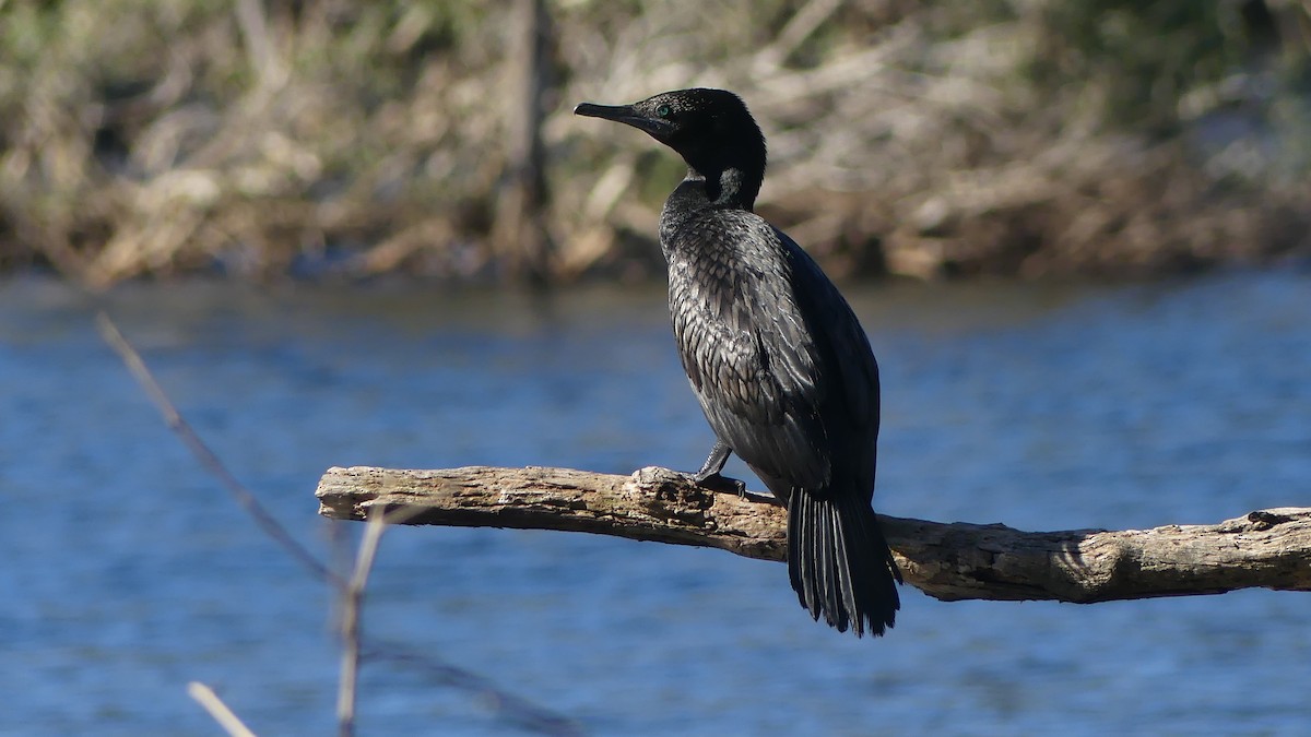 Little Black Cormorant - ML638309471