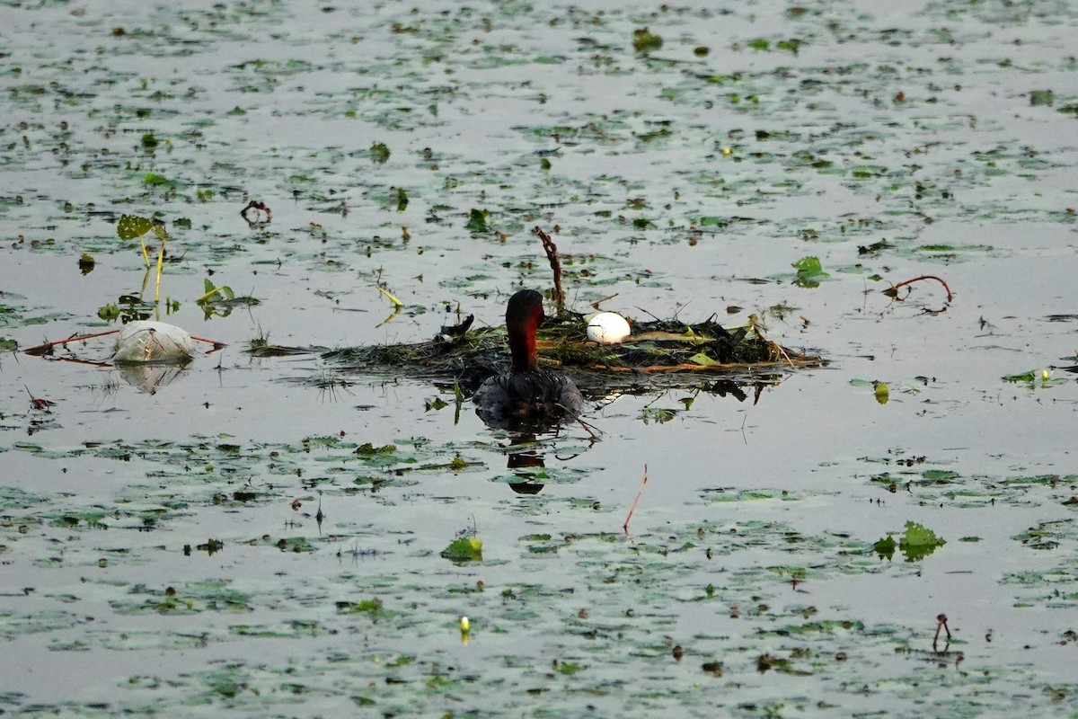 Little Grebe - ML638309472