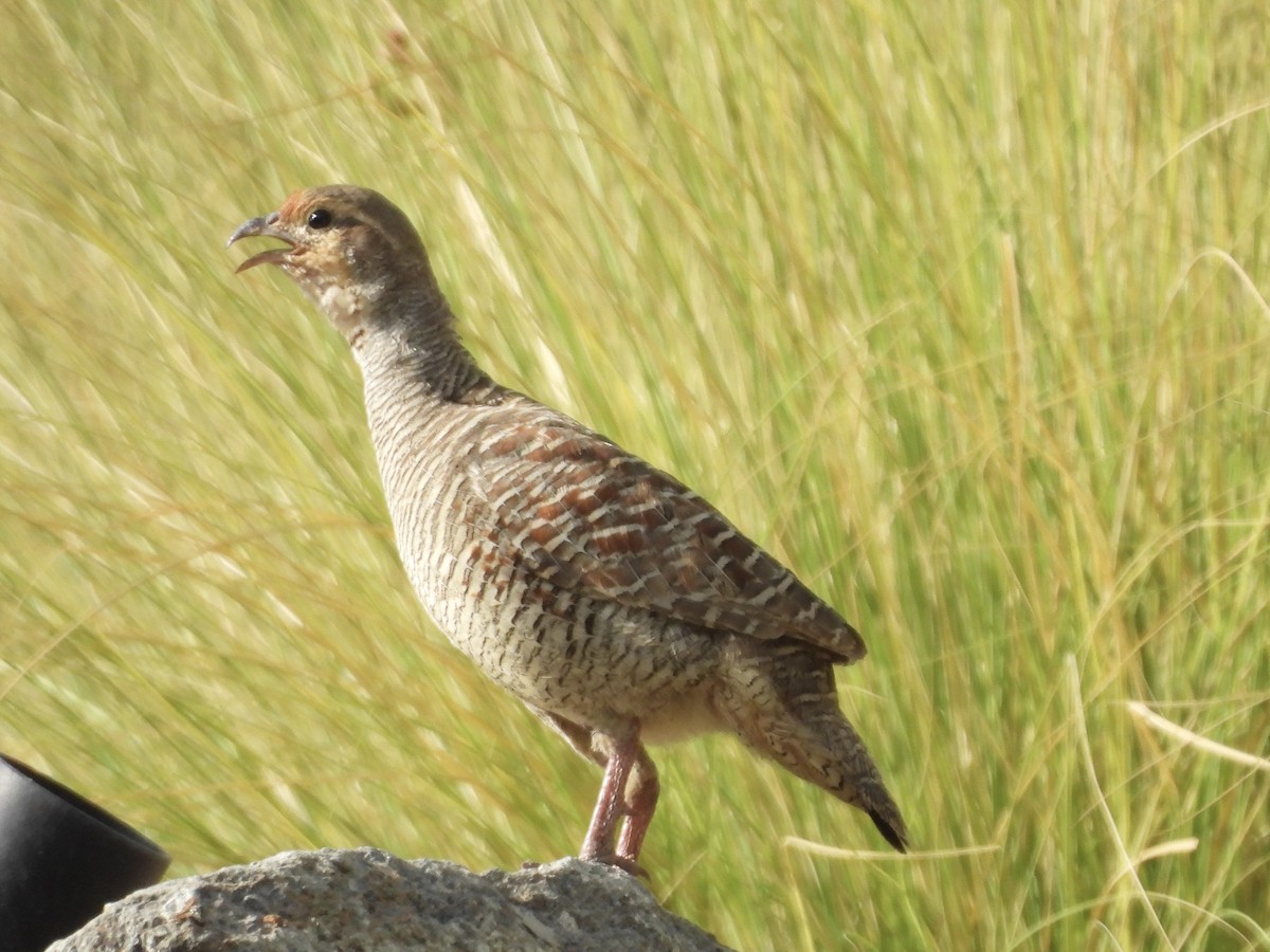 Gray Francolin - ML638309484