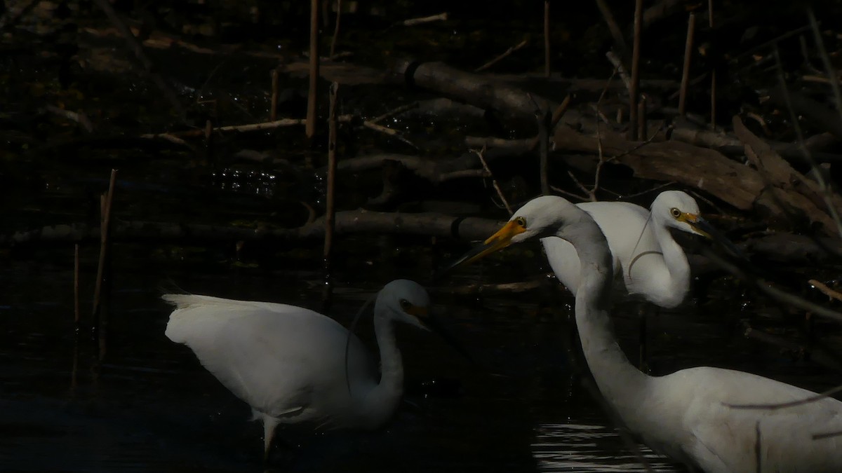 Little Egret (Australasian) - ML638309485