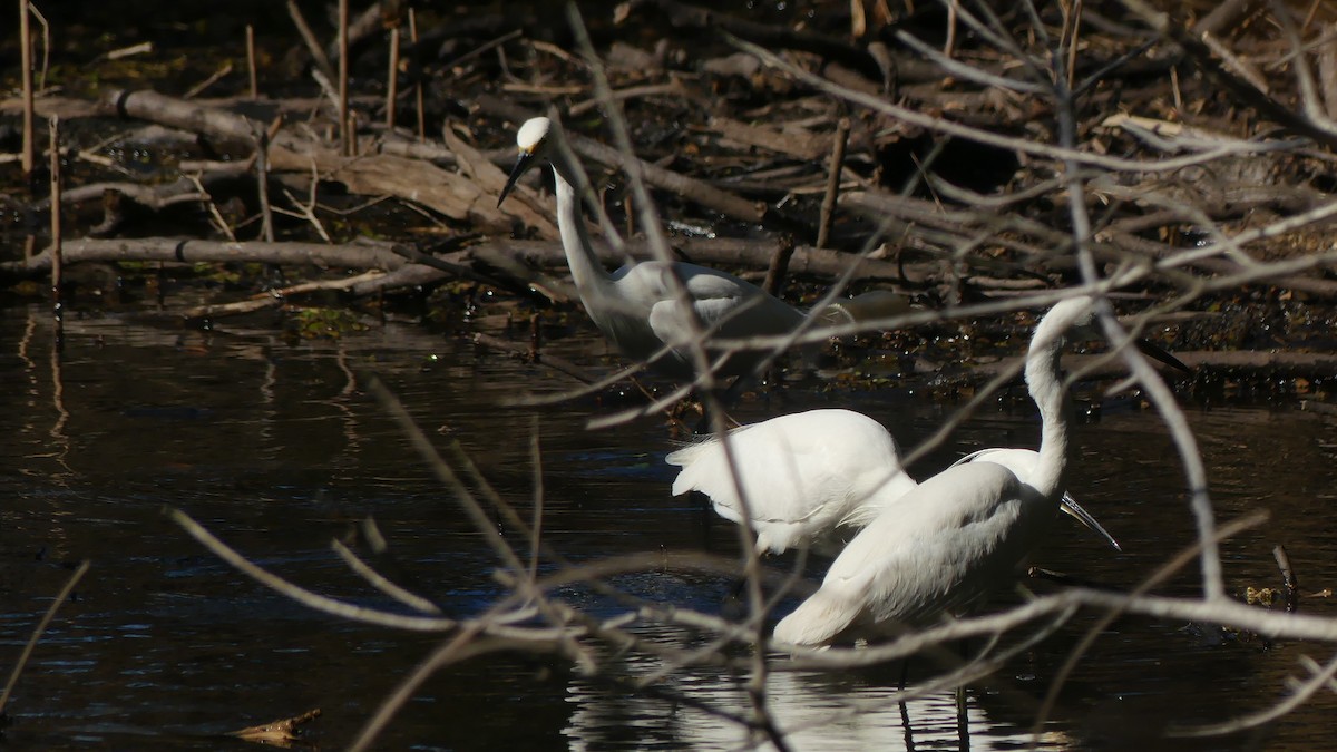 Little Egret (Australasian) - ML638309487