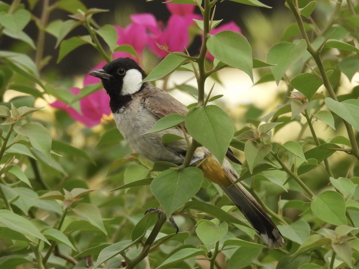 White-eared Bulbul - ML638309488