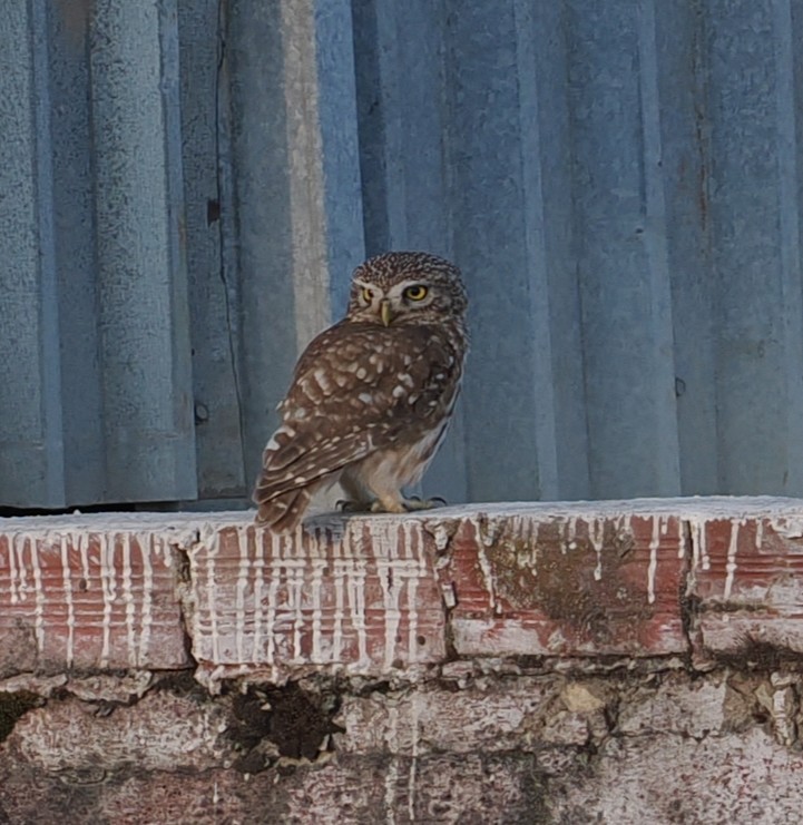Little Owl - ML638309502