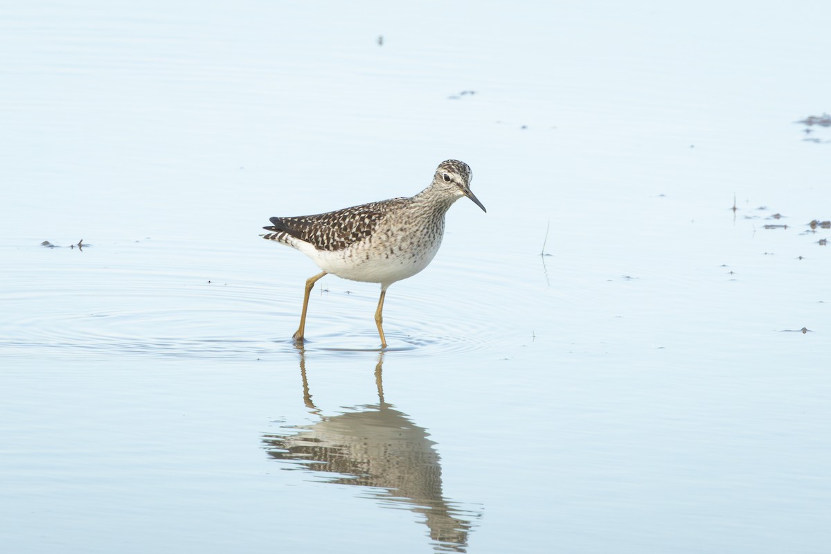 Bruchwasserläufer - ML638309514