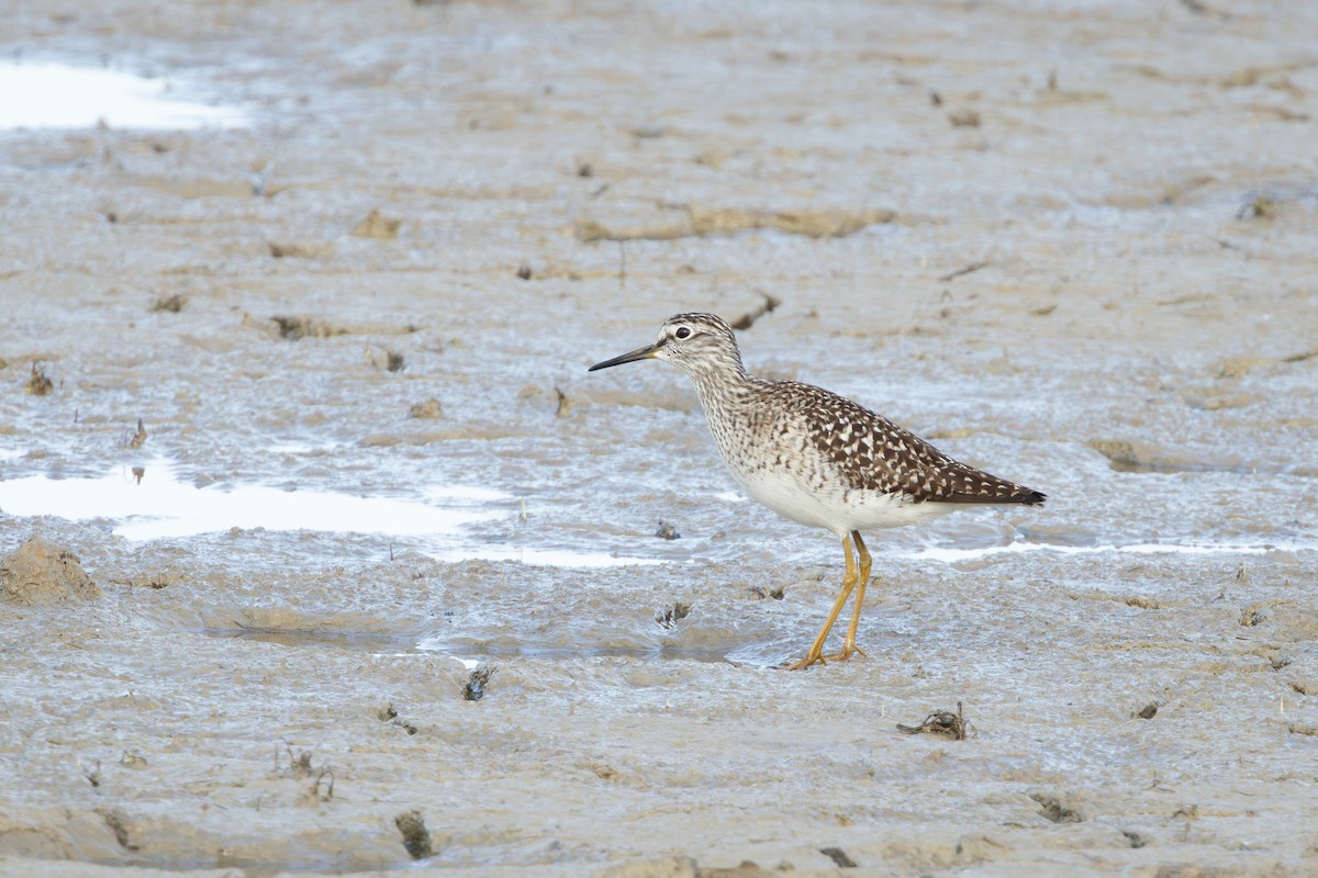 Bruchwasserläufer - ML638309515