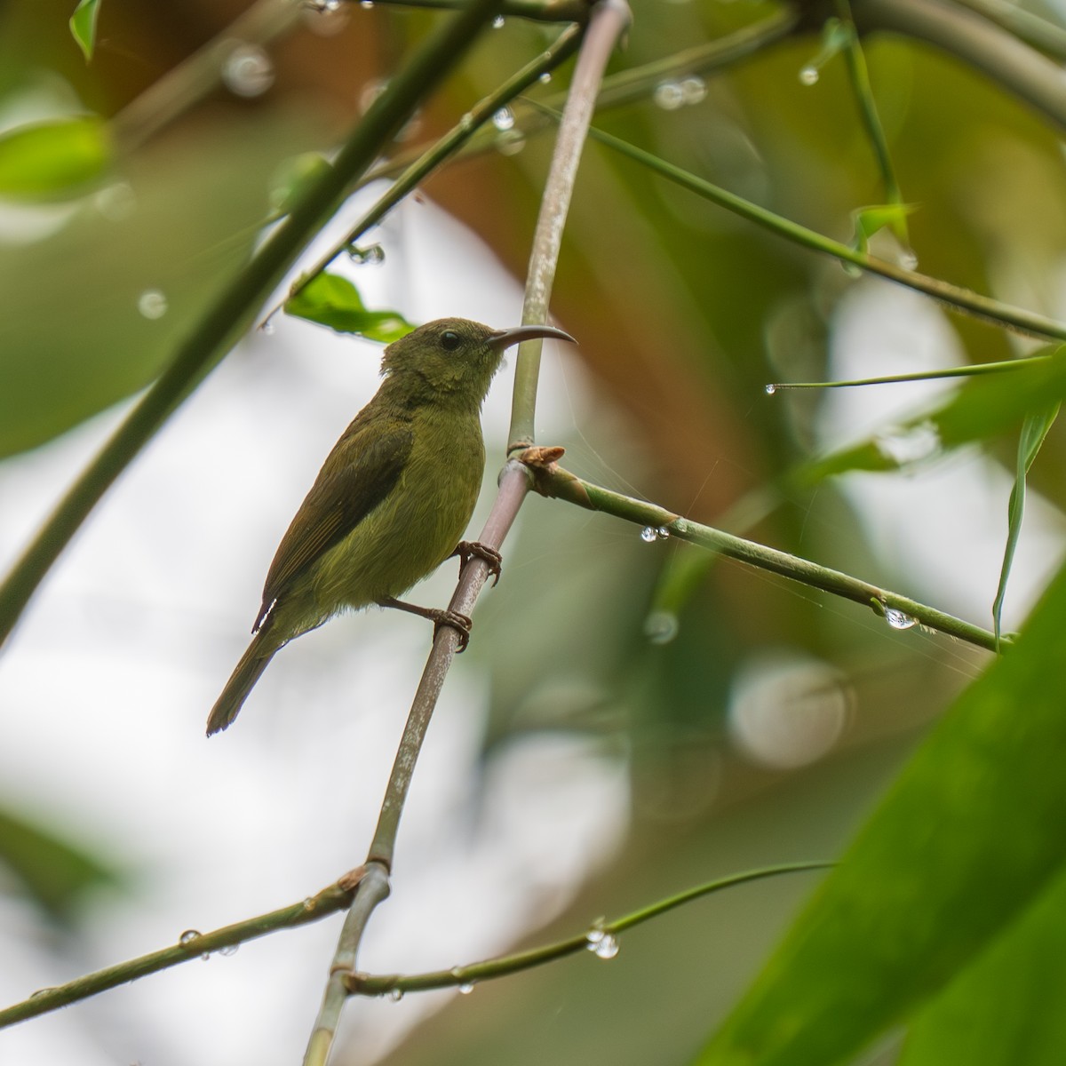 Karmesinnektarvogel - ML638309570