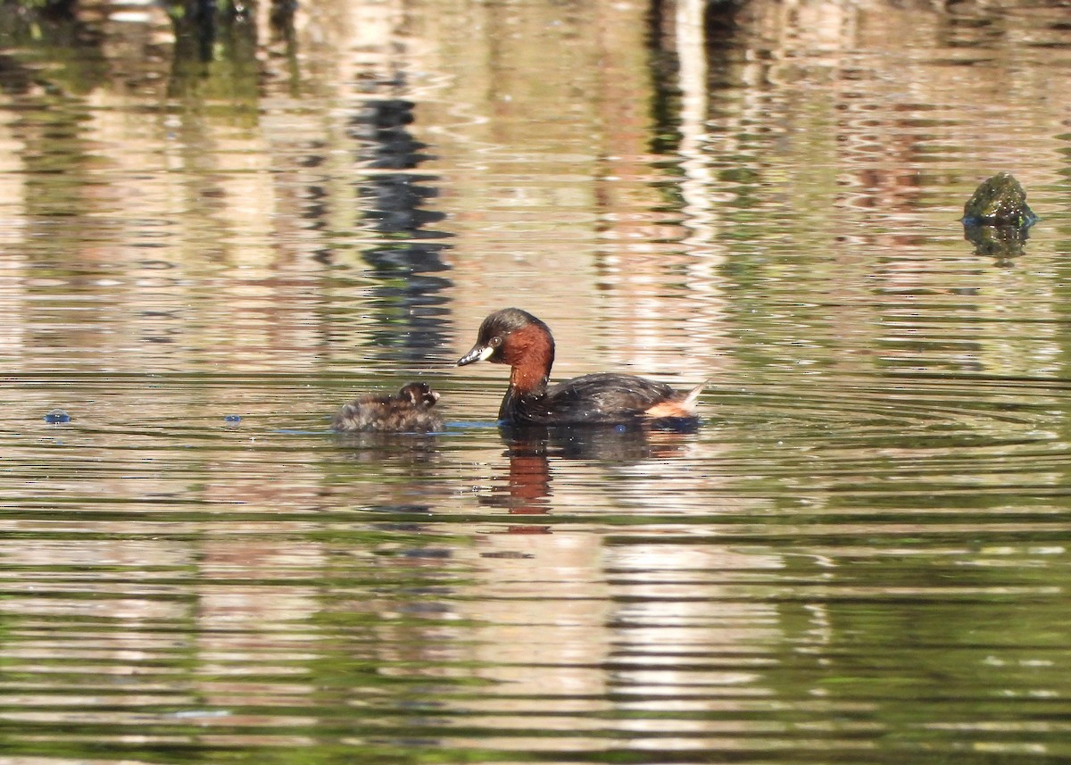 Little Grebe - ML638309573