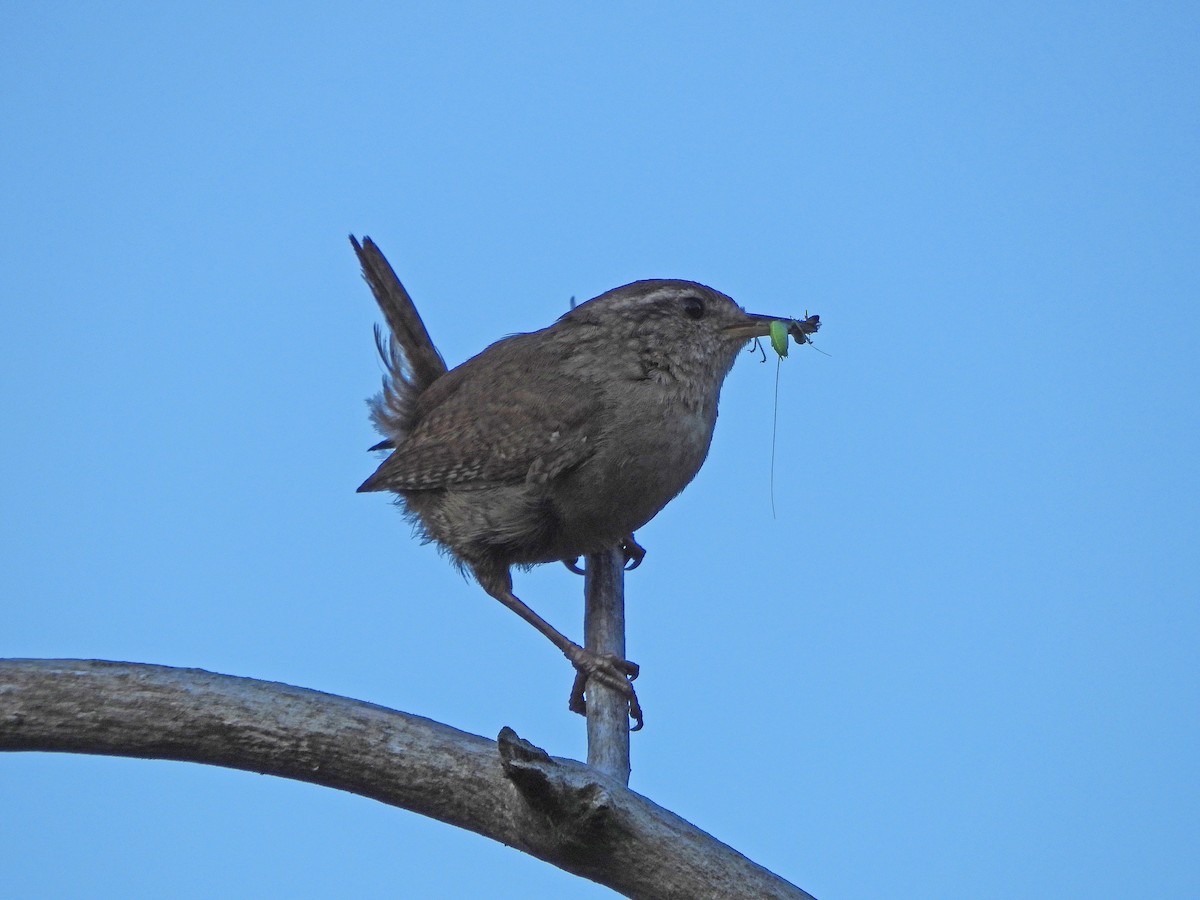 Eurasian Wren (British) - ML638309582