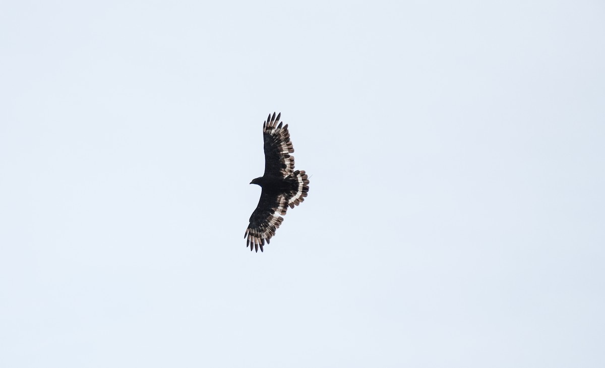 Crested Serpent-Eagle - ML638309584