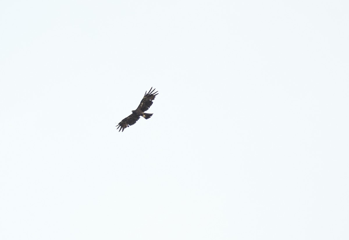 Black Eagle - ML638309585