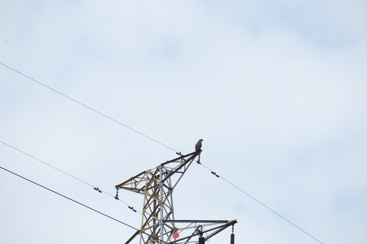Crested Serpent-Eagle - ML638309587