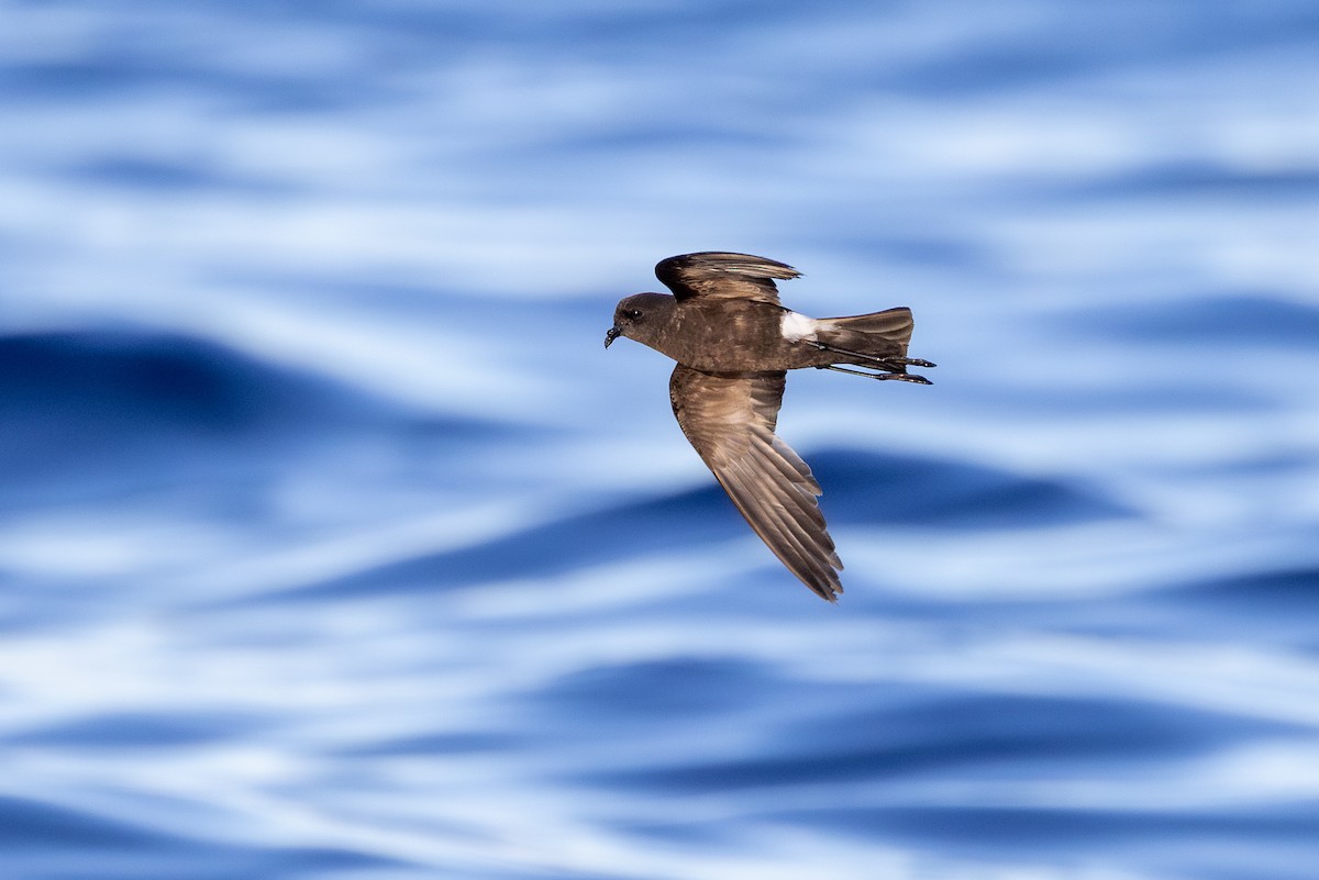 Wilson's Storm-Petrel - ML638309589