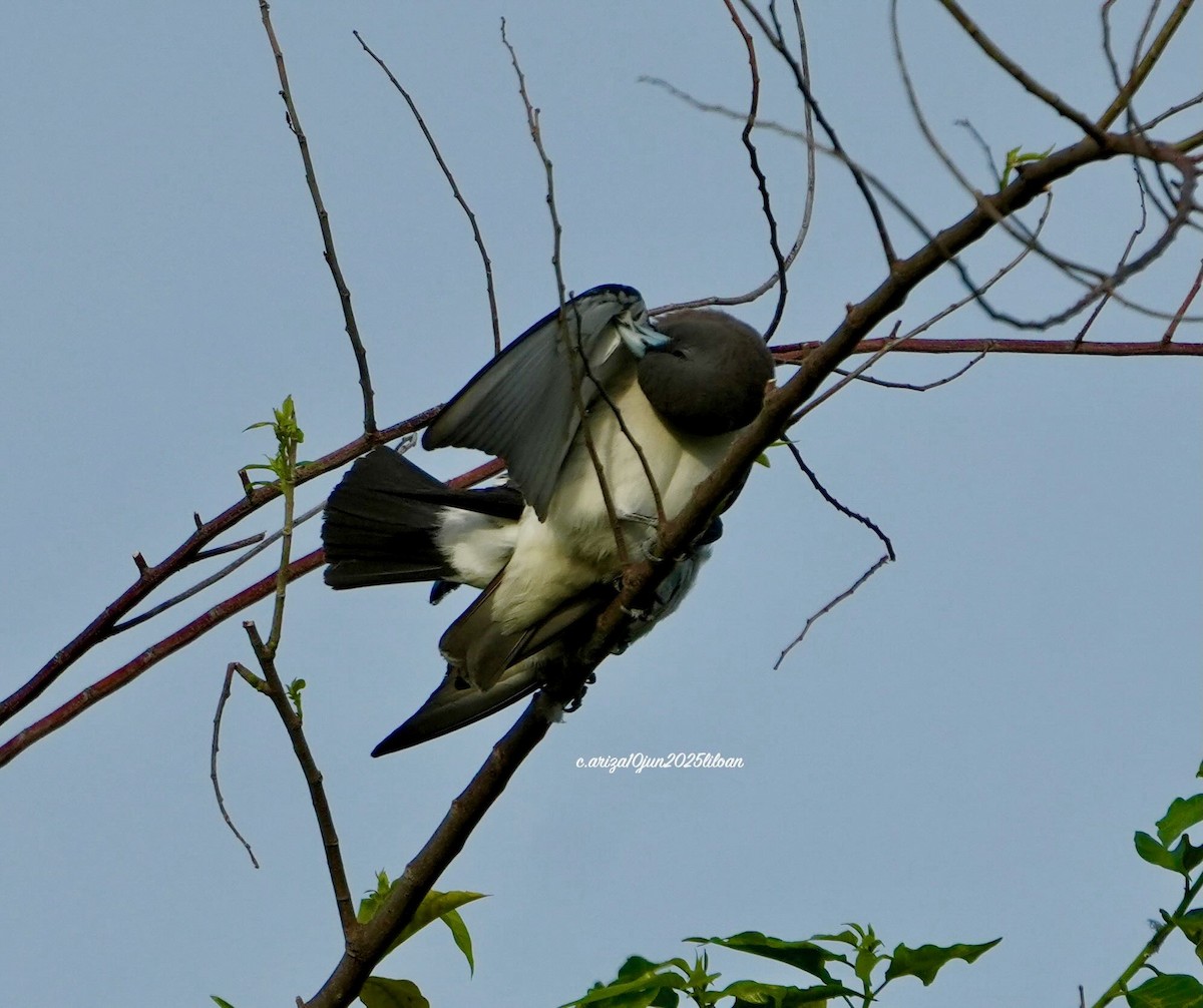 White-breasted Woodswallow - ML638309590