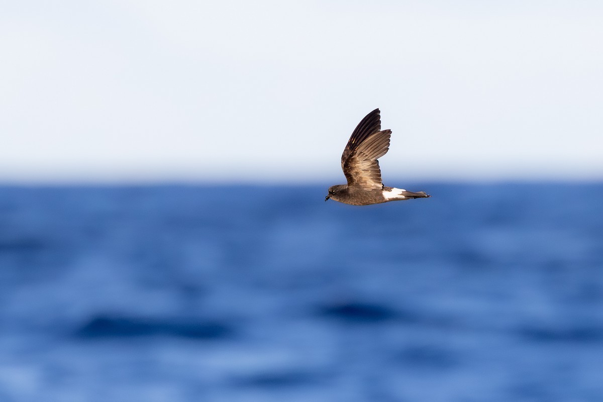 Wilson's Storm-Petrel - ML638309591