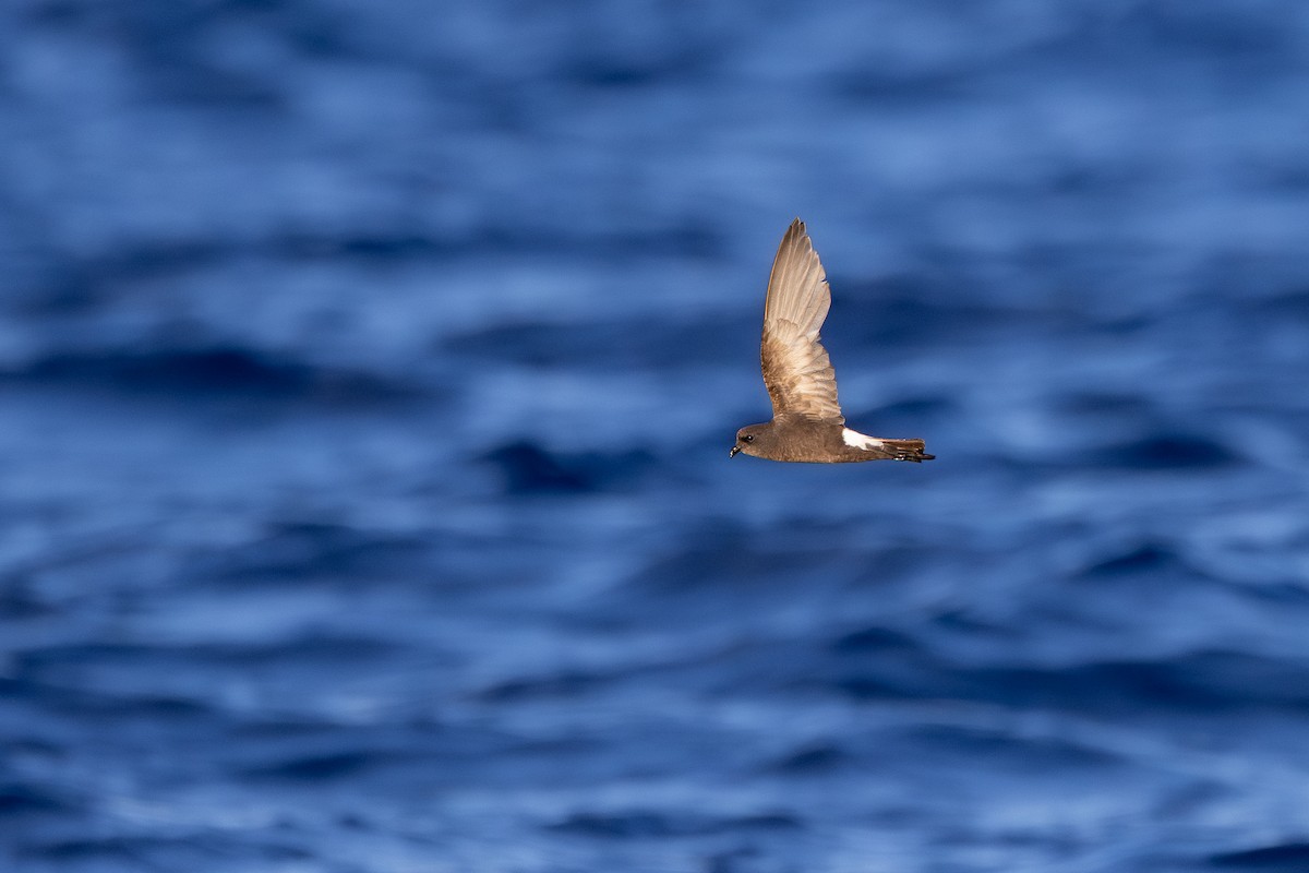 Wilson's Storm-Petrel - ML638309592