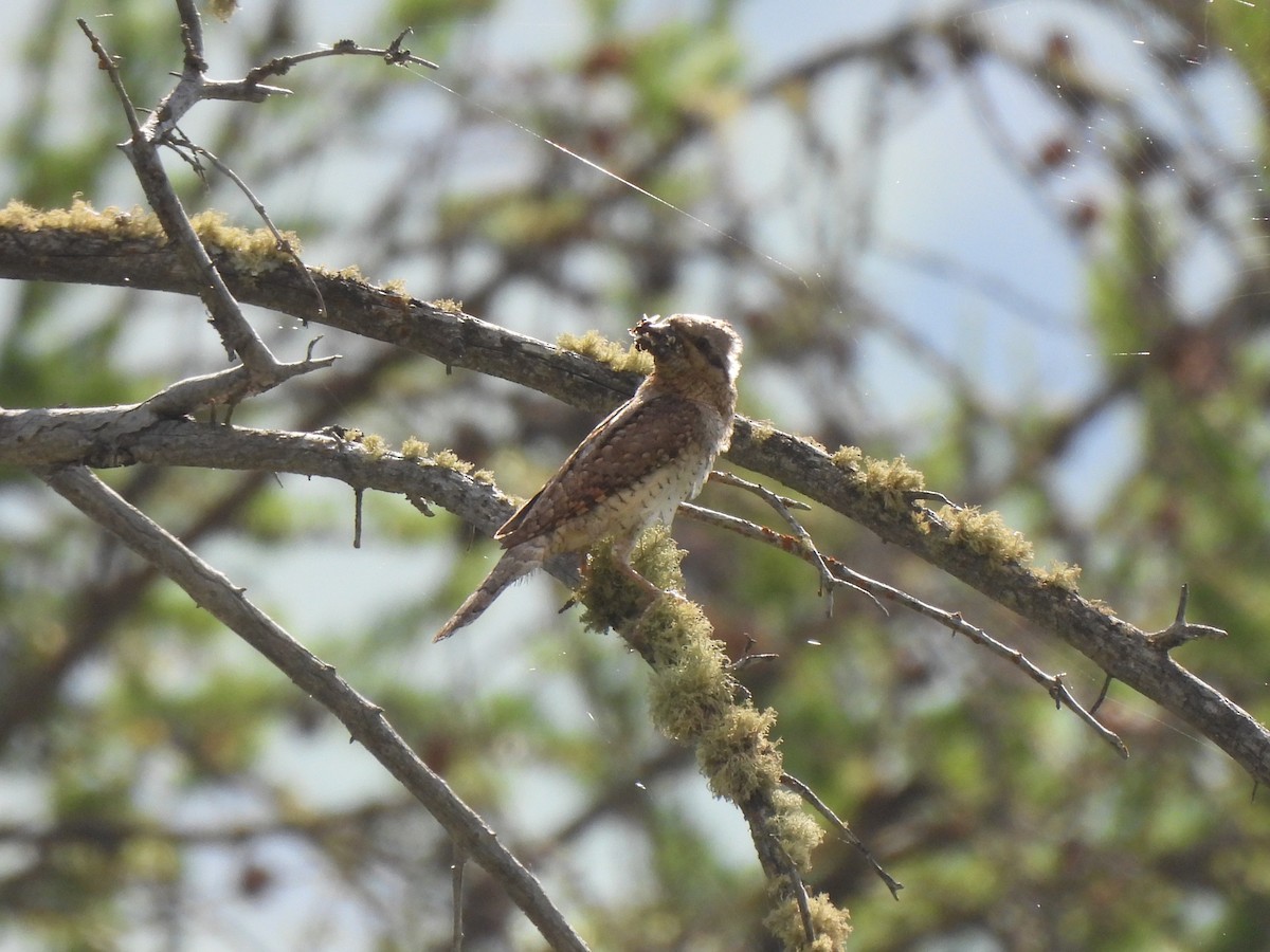 Eurasian Wryneck - ML638309593